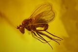 Fossil Gall Midge, Fly and a Mite in Baltic Amber #170031-1